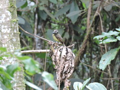 Myiodynastes hemichrysus