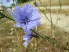 Cichorium intybus