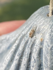 Teliapsocus