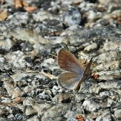 Zizeeria karsandra