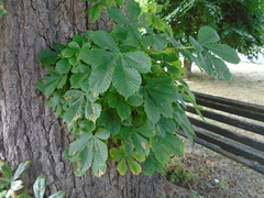 Aesculus hippocastanum