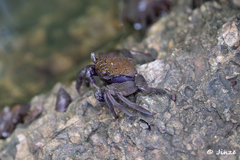 Episesarma versicolor