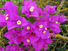 Bougainvillea glabra