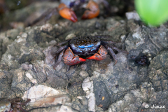 Parasesarma eumolpe