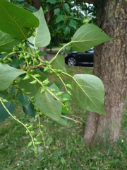 Populus