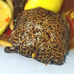 Episesarma versicolor