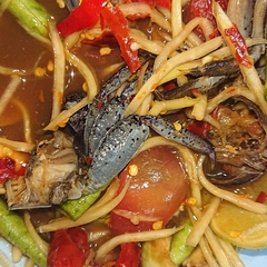 Episesarma versicolor