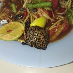 Episesarma versicolor