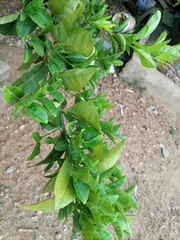 Citrus × limon