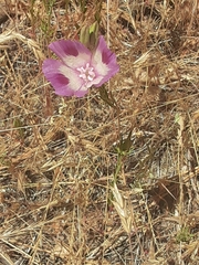 Clarkia williamsonii