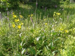Silphium integrifolium