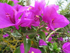 Bougainvillea glabra
