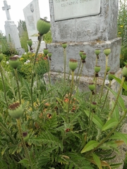 Papaver × pseudo-orientale