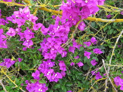 Bougainvillea glabra