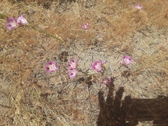 Clarkia williamsonii