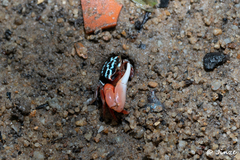 Austruca annulipes