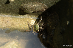 Metopograpsus thukuhar