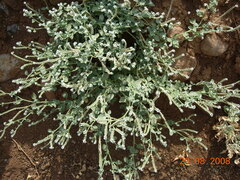 Heliotropium hirsutissimum