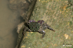 Metopograpsus thukuhar