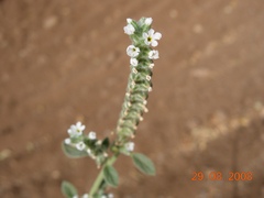 Heliotropium hirsutissimum