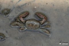 Macrophthalmus
