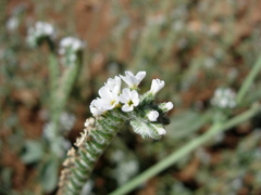 Heliotropium hirsutissimum