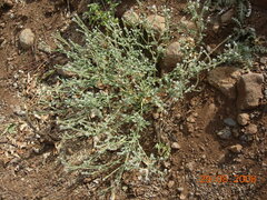 Heliotropium hirsutissimum