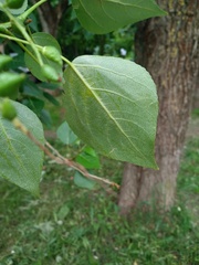 Populus