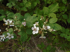 Rubus