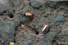 Austruca annulipes