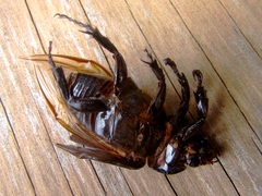 Ancognatha scarabaeoides