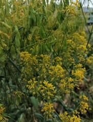 Isatis tinctoria