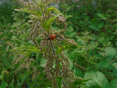 Coccinella septempunctata