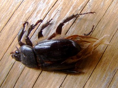 Ancognatha scarabaeoides