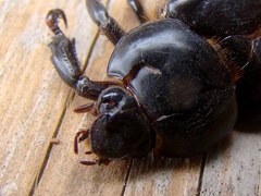 Ancognatha scarabaeoides