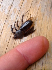 Ancognatha scarabaeoides