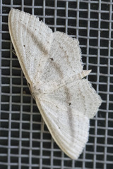 Scopula emutaria