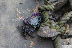 Metopograpsus thukuhar