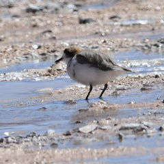 Charadrius alticola