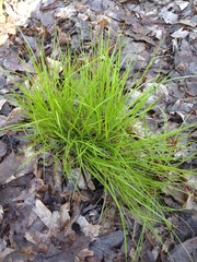 Carex seorsa