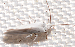 Semidalis