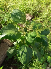 Laportea aestuans
