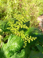 Laportea aestuans