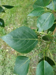 Populus