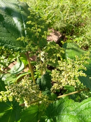 Laportea aestuans