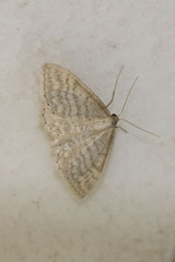 Idaea macilentaria