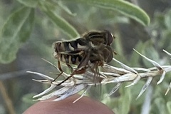 Anasimyia anausis