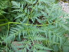 Molopospermum peloponnesiacum