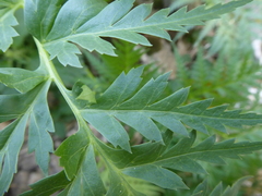 Molopospermum peloponnesiacum