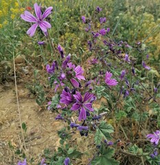 Malva sylvestris